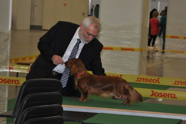 Jamnik d�ugow�osy NAILA